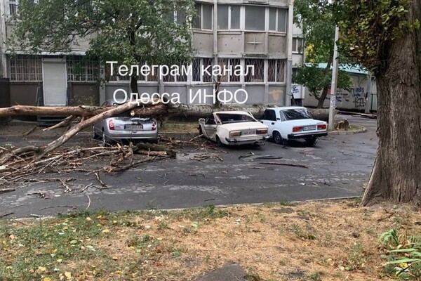 Непогода: сильный ветер в Одессе повалил 46 деревьев и больших веток (обновлено) фото 23