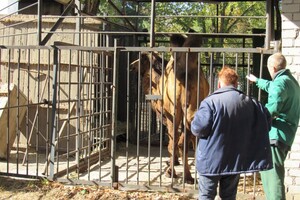 До нареченої: до Одеси з Миколаєва привезли верблюда фото 3