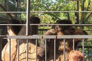 До нареченої: до Одеси з Миколаєва привезли верблюда фото 4