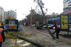Непогода в Одессе повалила деревья: коммунальщики ликвидируют последствия (фото) фото 1