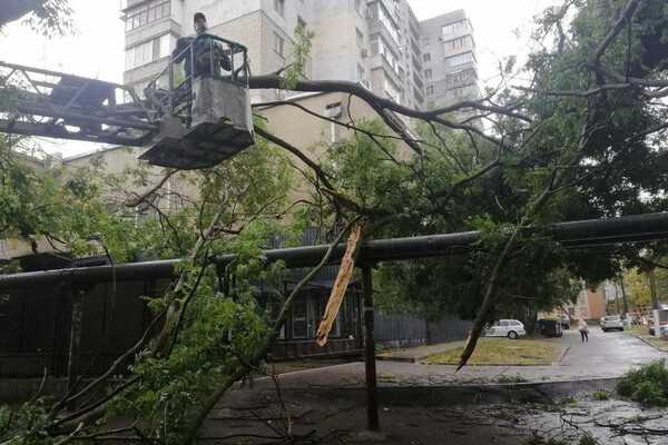 Негода в Одесі повалила дерева: комунальники ліквідують наслідки (фото) фото 2