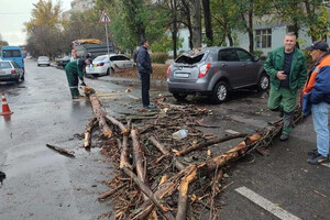 Негода в Одесі повалила дерева: комунальники ліквідують наслідки (фото) фото 6