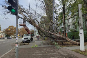 Негода в Одесі повалила дерева: комунальники ліквідують наслідки (фото) фото 10