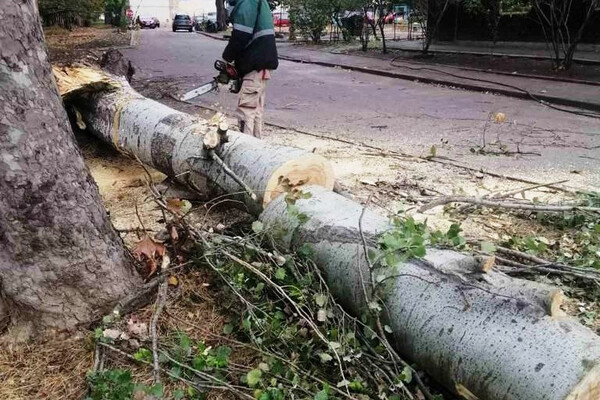 Непогода в Одессе повалила деревья: коммунальщики ликвидируют последствия (фото) фото 12