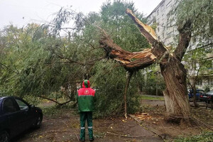 Непогода в Одессе повалила деревья: коммунальщики ликвидируют последствия (фото) фото 13