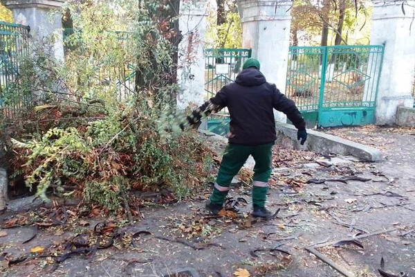 Ветер в Одессе повалил 71 дерево в Одессе фото 2