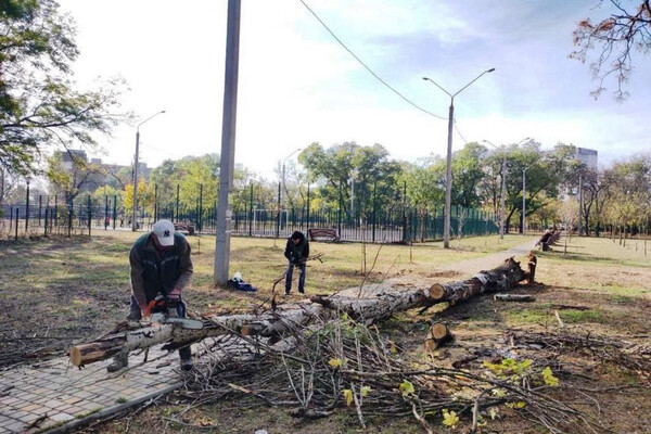 Ветер в Одессе повалил 71 дерево в Одессе фото 3