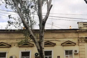 Вітер в Одесі повалив 71 дерево в Одесі фото 4