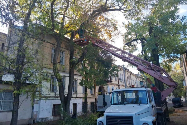 Ветер в Одессе повалил 71 дерево в Одессе фото 6