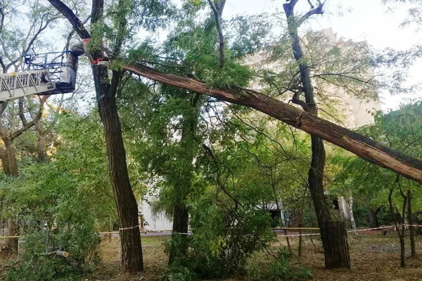 Ветер в Одессе повалил 71 дерево в Одессе фото 8