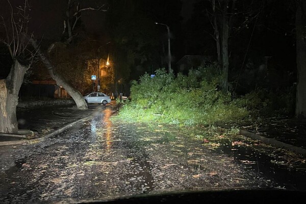 Более 50 упавших деревьев: к каким последствиям привела непогода в Одессе фото