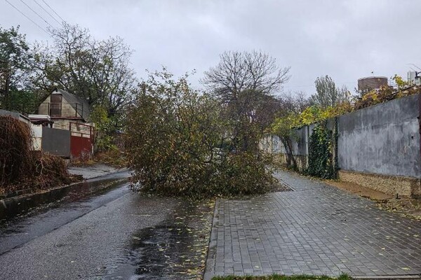 Более 50 упавших деревьев: к каким последствиям привела непогода в Одессе фото 5