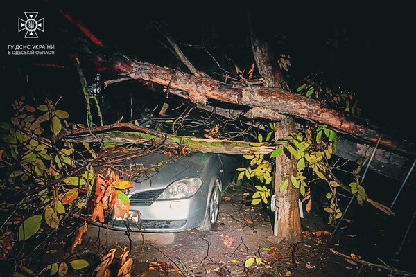 Более 50 упавших деревьев: к каким последствиям привела непогода в Одессе фото 6