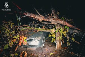 Понад 50 дерев впали: до яких наслідків призвела негода в Одесі фото 6