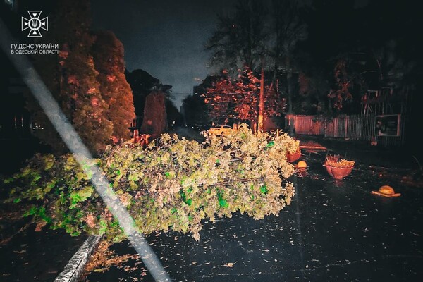 Более 50 упавших деревьев: к каким последствиям привела непогода в Одессе фото 7