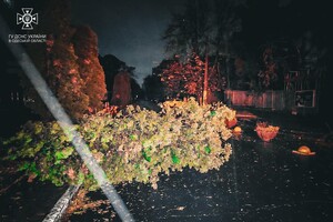 Более 50 упавших деревьев: к каким последствиям привела непогода в Одессе фото 7