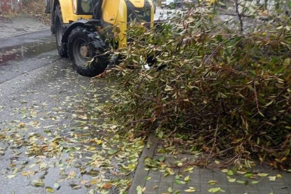Более 50 упавших деревьев: к каким последствиям привела непогода в Одессе фото 10