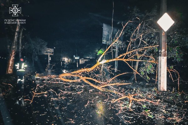 Более 50 упавших деревьев: к каким последствиям привела непогода в Одессе фото 13