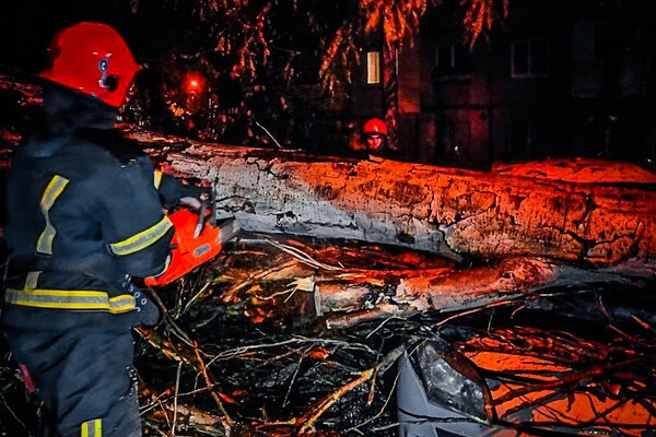 Более 50 упавших деревьев: к каким последствиям привела непогода в Одессе фото 14