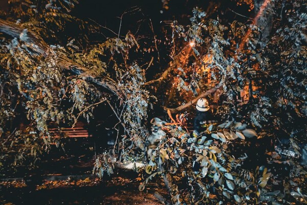 Более 50 упавших деревьев: к каким последствиям привела непогода в Одессе фото 16