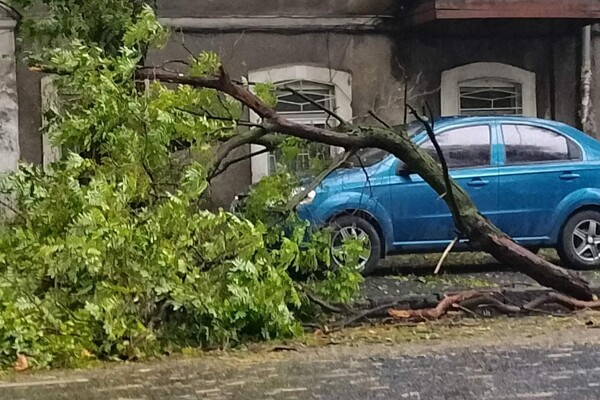 Более 50 упавших деревьев: к каким последствиям привела непогода в Одессе фото 17