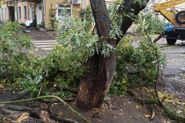 Более 50 упавших деревьев: к каким последствиям привела непогода в Одессе фото 21