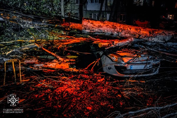 Более 50 упавших деревьев: к каким последствиям привела непогода в Одессе фото 22