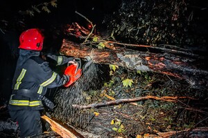 Понад 50 дерев впали: до яких наслідків призвела негода в Одесі фото 24
