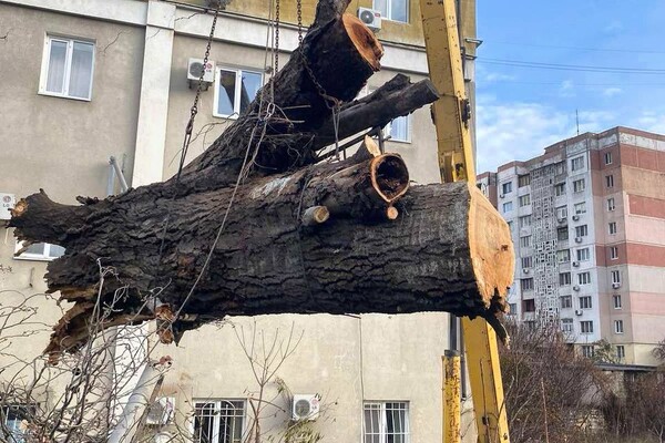 Непогода в Одессе 26 декабря: упавшие деревья и ветки до сих пор остаются на улицах фото 1