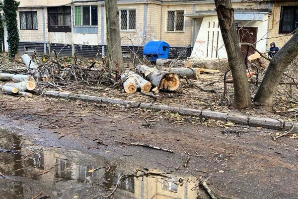 Негода в Одесі 26 грудня: дерева і гілки, що впали, досі залишаються на вулицях фото 2