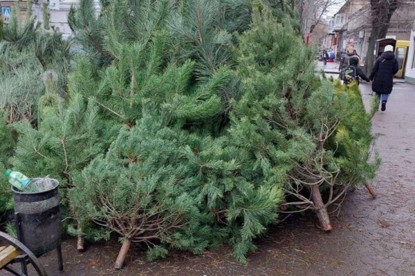 В Одессе обнаружили незаконные пункты продажи елок и их перевозку фото