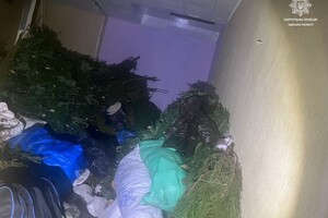 В Одессе обнаружили незаконные пункты продажи елок и их перевозку фото 1