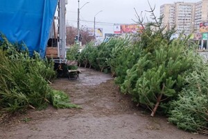 В Одессе обнаружили незаконные пункты продажи елок и их перевозку фото 2