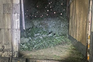 В Одессе обнаружили незаконные пункты продажи елок и их перевозку фото 3