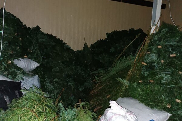 В Одессе обнаружили незаконные пункты продажи елок и их перевозку фото 4