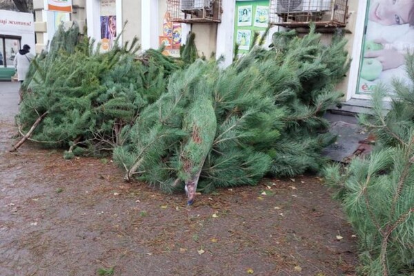 В Одессе обнаружили незаконные пункты продажи елок и их перевозку фото 5