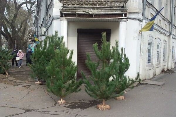 Где и почем сейчас елка в Одессе: актуальные цены и локации фото 2