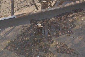 На Одесі лелека прилітає прямо на дах будинку фото 1