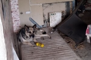 Брала животных на передержку и доводила до смерти: в Одессе разыскивают живодерку фото