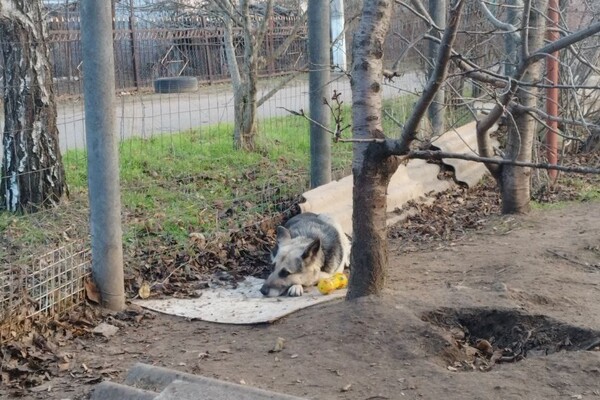 Брала животных на передержку и доводила до смерти: в Одессе разыскивают живодерку фото 2