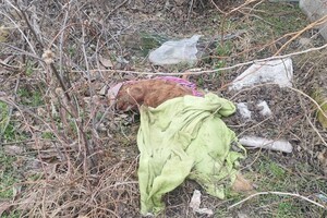 Брала тварин на перетримку і доводила до смерті: в Одесі розшукують живодерку фото 4