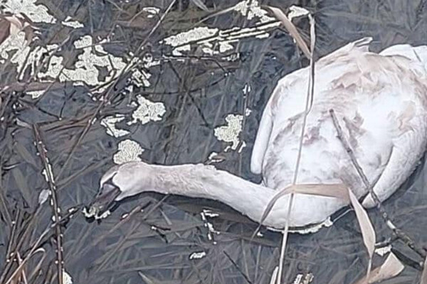 В Одесской области фиксируют загадочные случаи гибели лебедей фото 1