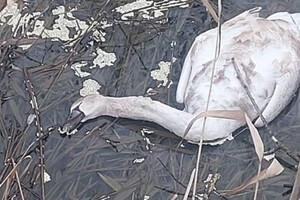 В Одесской области фиксируют загадочные случаи гибели лебедей фото 1