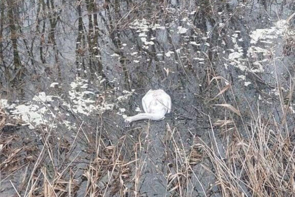 В Одесской области фиксируют загадочные случаи гибели лебедей фото 2