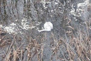 На Одещині фіксують загадкові випадки загибелі лебедів фото 2