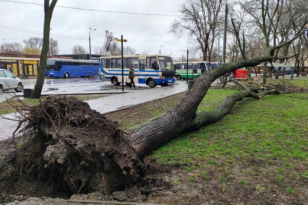 В Одессе объявили штормовое предупреждение, стали падать деревья: какая обстановка (обновлено) фото 1
