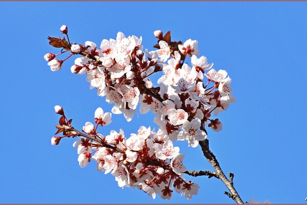 В парке Победы в Одессе цветут деревья (фото) фото