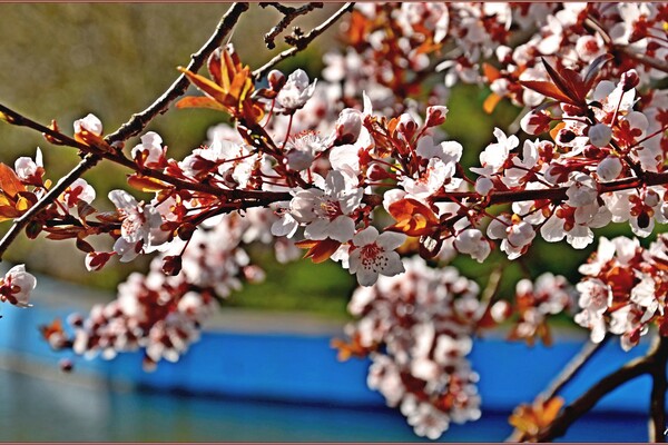 У парку Перемоги в Одесі квітнуть дерева (фото) фото 2