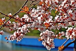 У парку Перемоги в Одесі квітнуть дерева (фото) фото 2