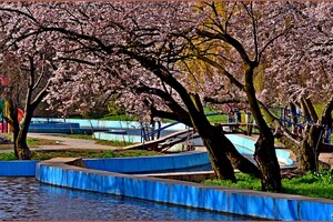 У парку Перемоги в Одесі квітнуть дерева (фото) фото 3